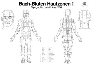 Bach-Blüten Hautzonen